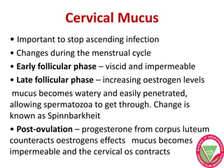 Cervical Mucus
• Important to stop ascending infection
• Changes during the menstrual cycle
• Early follicular phase – viscid and impermeable
• Late follicular phase – increasing oestrogen levels
mucus becomes watery and easily penetrated,
allowing spermatozoa to get through. Change is
known as Spinnbarkheit
• Post-ovulation – progesterone from corpus luteum
counteracts oestrogens effects mucus becomes
impermeable and the cervical os contracts
 