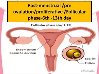 Post-menstrual /pre
ovulation/proliferative /Follicular
phase-6th -13th day
 