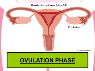 OVULATION PHASE
 