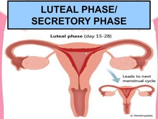 LUTEAL PHASE/
SECRETORY PHASE
 