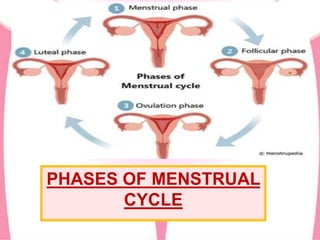 PHASES OF MENSTRUAL
CYCLE
 