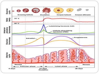 Menstrual cycle