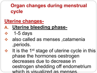 Uterine changes-
A. Uterine bleeding phase-
 1-5 days
 also called as menses ,catamenia
,periods.
 It is the 1st stage of uterine cycle in this
phase the hormones oestrogen
decreases due to decrease in
oestrogen shedding off endometrium
Organ changes during menstrual
cycle
 