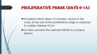 PROLIFERATIVE PHASE (DAYS 6-14)
Ovulation which takes <5 minutes, occurs in the
ovary at the end of the proliferative stage in response
to sudden release of LH.
LH also converts the ruptured follicle to a corpus
luteum.
 