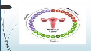MENSTRUAL CYCLE.pdf