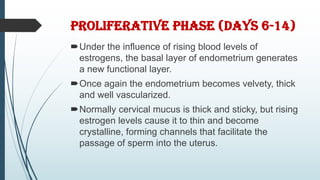 PROLIFERATIVE PHASE (DAYS 6-14)
Under the influence of rising blood levels of
estrogens, the basal layer of endometrium generates
a new functional layer.
Once again the endometrium becomes velvety, thick
and well vascularized.
Normally cervical mucus is thick and sticky, but rising
estrogen levels cause it to thin and become
crystalline, forming channels that facilitate the
passage of sperm into the uterus.
 