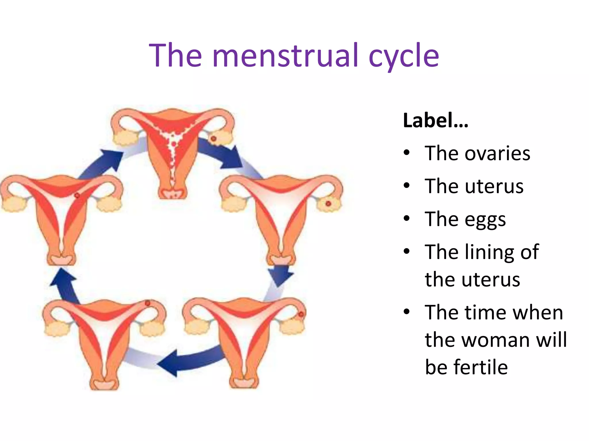 Menstrual cycle ppt