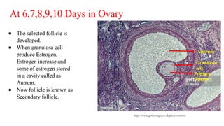 At 6,7,8,9,10 Days in Ovary
● The selected follicle is
developed.
● When granulosa cell
produce Estrogen,
Estrogen increase and
some of estrogen stored
in a cavity called as
Antrum.
● Now follicle is known as
Secondary follicle.
https://www.gettyimages.co.uk/photos/antrum
Antrum
Primary
Oocyte
Granulosa
cell
 