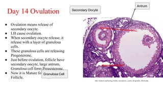 Day 14 Ovulation
● Ovulation means release of
secondary oocyte.
● LH cause ovulation.
● When secondary oocyte release, it
release with a layer of granulosa
cells.
● These granulosa cells are releasing
Progesterone.
● Just before ovulation, follicle have
secondary oocyte, large antrum,
Granulosa cell form Progesterone.
● Now it is Mature follicle or Graafian
Follicle.
http://medcell.org/histology/female_reproductive_system_lab/graafian_follicle.php
Antrum
Granulosa Cell
Secondary Oocyte
 
