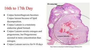 16th to 17th Day
● Corpus hemorrhagicum becomes
Corpus luteum because of lipid
decomposition.
● Corpus Luteum is a transitory
endocrine gland formed.
● Corpus Luteum secrete estrogen and
progesterone, but Progesterone
secreted in more concentration than
estrogen.
● Corpus Luteum survive for 8-10 days
https://www.bu.edu/phpbin/medlib/histology/p/18204ooa.htm
 