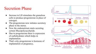 Secretion Phase
● Increase in LH stimulates the granulosa
cells to produce progesterone in place of
estrogen.
● The progesterone now initiates secretory
phase in the uterus.
● Now the endometrium starts secreting
certain Mucopolysaccharide.
● Due to progesterone there is expression
of carbohydrates which helps in
implantation.
● That's why progesterone is hormone of
implantation or pregnancy,
 