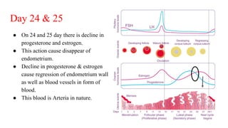 Day 24 & 25
● On 24 and 25 day there is decline in
progesterone and estrogen.
● This action cause disappear of
endometrium.
● Decline in progesterone & estrogen
cause regression of endometrium wall
as well as blood vessels in form of
blood.
● This blood is Arteria in nature.
 
