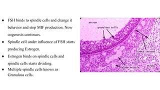● FSH binds to spindle cells and change it
behavior and stop MIF production. Now
oogenesis continues.
● Spindle cell under influence of FSH starts
producing Estrogen.
● Estrogen binds on spindle cells and
spindle cells starts dividing.
● Multiple spindle cells knows as
Granulosa cells.
 