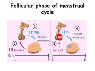 Follicular phase of menstrual
cycle
 
