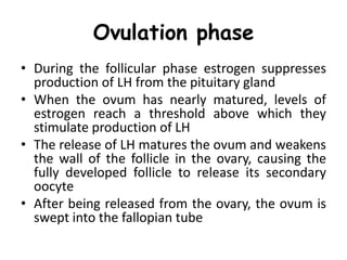 Ovulation phase
• During the follicular phase estrogen suppresses
production of LH from the pituitary gland
• When the ovum has nearly matured, levels of
estrogen reach a threshold above which they
stimulate production of LH
• The release of LH matures the ovum and weakens
the wall of the follicle in the ovary, causing the
fully developed follicle to release its secondary
oocyte
• After being released from the ovary, the ovum is
swept into the fallopian tube
 