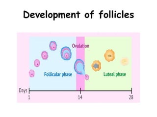 Development of follicles
 