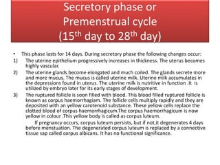 Secretory phase or
Premenstrual cycle
(15th day to 28th day)
• This phase lasts for 14 days. During secretory phase the following changes occur:
1) The uterine epithelium progressively increases in thickness. The uterus becomes
highly vascular.
2) The uterine glands become elongated and much coiled. The glands secrete more
and more mucus. The mucus is called uterine milk. Uterine milk accumulates in
the depressions found in uterus. The uterine milk is nutritive in function .It is
utilized by embryo later for its early stages of development.
3) The ruptured follicle is soon filled with blood. This blood filled ruptured follicle is
known as corpus haemorrhagiam. The follicle cells multiply rapidly and they are
deposited with an yellow carotenoid substance. These yellow cells replace the
clotted blood of corpus haemorrhagicum.The corpus haemorrhagicum is now
yellow in colour .This yellow body is called as corpus luteum.
If pregnancy occurs, corpus luteum persists, but if not,it degenerates 4 days
before menstuation. The degenerated corpus luteum is replaced by a connective
tissue sap called corpus albicans. It has no functional significance.
 
