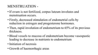 MENSTRUATION -
• If ovum is not fertilized, corpus luteum involutes and
menstruation occurs.
• Firstly, decreased stimulation of endometrial cells by
reduction in estrogen and progesterone hormones.
• Then, rapid involution of endometrium to 65% of its previous
thickness.
• Blood vessels to mucosa of endometrium become vasospastic
leading to decrease in nutrients to endometrium
• Initiation of necrosis
• Growth of haemorrhagic areas
 