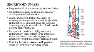 SECRETORY PHASE -
• Progestational phase, occurring after ovulation
• Progesterone causes swelling and secretory
development of endometrium.
• Glands increase in tortuosity, excess of
secretory substances accumulates in glandular
epithelial cells, lipid and glycogen deposits
increase greatly in stromal cells, blood vessels
become highly tortuous.
• Purpose – to produce a highly secretory
endometrium that contains large amounts of
stored nutrients to provide appropriate
conditions for implantation of fertilized ovum.
• Until implantation, uterine milk provides
nutrition for the early dividing ovum.
 