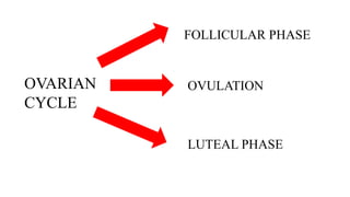 OVARIAN
CYCLE
FOLLICULAR PHASE
OVULATION
LUTEAL PHASE
 