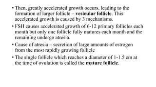 • Then, greatly accelerated growth occurs, leading to the
formation of larger follicle – vesicular follicle. This
accelerated growth is caused by 3 mechanisms.
• FSH causes accelerated growth of 6-12 primary follicles each
month but only one follicle fully matures each month and the
remaining undergo atresia.
• Cause of atresia – secretion of large amounts of estrogen
from the most rapidly growing follicle
• The single follicle which reaches a diameter of 1-1.5 cm at
the time of ovulation is called the mature follicle.
 