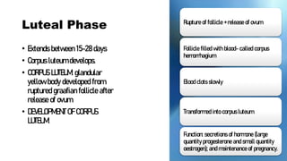 Luteal Phase
• Extends between 15-28 days
• Corpus luteum develops.
• CORPUS LUTEUM: glandular
yellow body developed from
ruptured graafian follicle after
release of ovum.
• DEVELOPMENT OF CORPUS
LUTEUM:
Rupture of follicle + release of ovum
Follicle filled with blood- called corpus
hemorrhagium
Blood clots slowly
Transformed into corpus luteum
Function: secretions of hormone (large
quantity progesterone and small quantity
oestrogen); and maintenance of pregnancy.
 