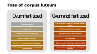 Fate of corpus luteum
Ovum fertilized
Corpus luteum persists
Increase in size
Transformed into corpus luteum of pregnancy
Remains in ovaries for 3-4 months
Secretion of hormones and maintenance of pregnancy
After 3-4 months, placenta secretes hormones and corpus
luteum degenerates
Ovum not fertilized
Corpus luteum reach its maximum size in about 1 week after
ovulation
Secretion of progesterone and oestrogen
Degenerates into corpus luteum menstrualis
Cell size decreases
Corpus menstrualis into whitish scar called corpus albias
Process known as luteolysis (structural and functional
regression)
 