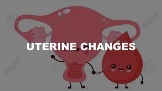 UTERINE CHANGES
 