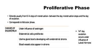 Proliferative Phase
• Extends usually from 5-14 days of menstruation- between the day menstruation stops and the day
of ovulation.
• Corresponds to follicular phase.
CHANGES OF
ENDOMETRIUM
Under influence of oestrogen
Endometrial cells proliferate
Uterine gland starts developing with endometrial stroma
Blood vessels also appear in stroma
▪ 14th day
ovulation
occurs under
influence of
Luteal Hormone
 