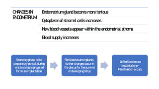 CHANGES IN
ENDOMETRIUM
Endometrium gland become more tortous
Cytoplasm of stromal cells increases
New blood vessels appear within the endometrial stroma
Blood supply increases
Secretory phase is the
preparatory period , during
which uterus is prepared
for ovum implantation.
Fertilized ovum implants-
further changes occur in
the uterus for the survival
of developing fetus.
Unfertilized ovum
implantations-
Menstruation occurs.
 