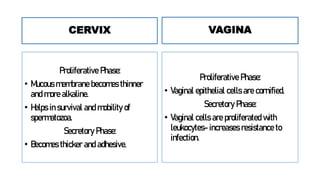 CERVIX
Proliferative Phase:
• Mucous membrane becomes thinner
and more alkaline.
• Helps in survival and mobility of
spermatozoa.
Secretory Phase:
• Becomes thicker and adhesive.
VAGINA
Proliferative Phase:
• Vaginal epithelial cells are cornified.
Secretory Phase:
• Vaginal cells are proliferated with
leukocytes- increases resistance to
infection.
 