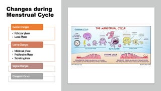 Changes during
Menstrual Cycle
• Follicular phase
• Luteal Phase
Ovarian Changes:
• Menstrual phase
• Proliferative Phase
• Secretory phase
Uterine Changes:
Vaginal Changes
Changes in Cervix
 