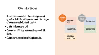 Ovulation
• It is process in which there is rupture of
graafian follicle with consequent discharge
of ovum into abdominal cavity.
• Under influence of LH.
• Occurs on 14th day in normal cycle of 28
days.
• Ovum is released into fallopian tube.
Ovum is called
zygote.
From fallopian tube
to uterus (in 3rd day)
Implantation of
zygote in uterine
wall (6th or 7th day)
Fertilization
occurs
Ovum degenerates.
One ovum released
from either ovaries.
Fertilization
does not
occurs
 