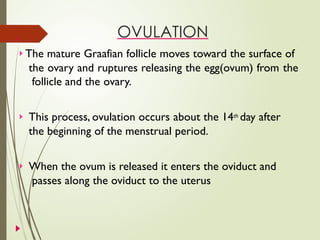 OVULATION
 The mature Graafian follicle moves toward the surface of
the ovary and ruptures releasing the egg(ovum) from the
follicle and the ovary.
 This process, ovulation occurs about the 14th day after
the beginning of the menstrual period.
 When the ovum is released it enters the oviduct and
passes along the oviduct to the uterus
 