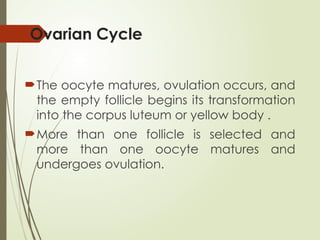Ovarian Cycle
The oocyte matures, ovulation occurs, and
the empty follicle begins its transformation
into the corpus luteum or yellow body .
More than one follicle is selected and
more than one oocyte matures and
undergoes ovulation.
 