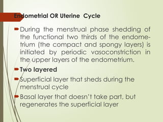 Endometrial OR Uterine Cycle
During the menstrual phase shedding of
the functional two thirds of the endome-
trium (the compact and spongy layers) is
initiated by periodic vasoconstriction in
the upper layers of the endometrium.
Two layered
Superficial layer that sheds during the
menstrual cycle
Basal layer that doesn’t take part, but
regenerates the superficial layer
 