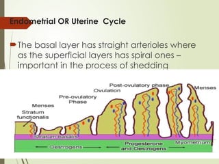 Endometrial OR Uterine Cycle
The basal layer has straight arterioles where
as the superficial layers has spiral ones –
important in the process of shedding
 