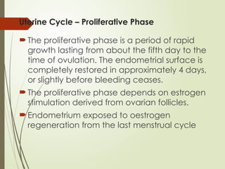 Uterine Cycle – Proliferative Phase
 The proliferative phase is a period of rapid
growth lasting from about the fifth day to the
time of ovulation. The endometrial surface is
completely restored in approximately 4 days,
or slightly before bleeding ceases.
 The proliferative phase depends on estrogen
stimulation derived from ovarian follicles.
 Endometrium exposed to oestrogen
regeneration from the last menstrual cycle
 