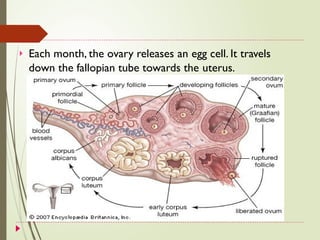  Each month, the ovary releases an egg cell. It travels
down the fallopian tube towards the uterus.
 