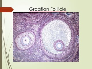 Graafian Folllicle
 