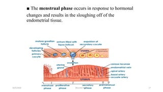 ■ The menstrual phase occurs in response to hormonal
changes and results in the sloughing off of the
endometrial tissue.
Msouda Asaira
10/5/2024 17
 