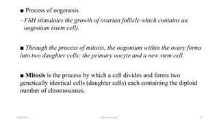 ■ Process of oogenesis
-FSH stimulates the growth of ovarian follicle which contains an
oogonium (stem cell).
■ Through the process of mitosis, the oogonium within the ovary forms
into two daughter cells: the primary oocyte and a new stem cell.
■ Mitosis is the process by which a cell divides and forms two
genetically identical cells (daughter cells) each containing the diploid
number of chromosomes.
10/5/2024 Msouda Asaira 21
 