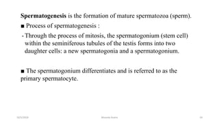 Spermatogenesis is the formation of mature spermatozoa (sperm).
■ Process of spermatogenesis :
-Through the process of mitosis, the spermatogonium (stem cell)
within the seminiferous tubules of the testis forms into two
daughter cells: a new spermatogonia and a spermatogonium.
■ The spermatogonium differentiates and is referred to as the
primary spermatocyte.
10/5/2024 Msouda Asaira 24
 