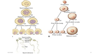Msouda Asaira
10/5/2024 27
 
