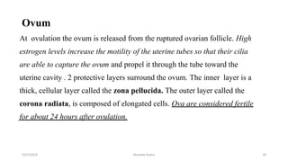 Ovum
At ovulation the ovum is released from the ruptured ovarian follicle. High
estrogen levels increase the motility of the uterine tubes so that their cilia
are able to capture the ovum and propel it through the tube toward the
uterine cavity . 2 protective layers surround the ovum. The inner layer is a
thick, cellular layer called the zona pellucida. The outer layer called the
corona radiata, is composed of elongated cells. Ova are considered fertile
for about 24 hours after ovulation.
Msouda Asaira
10/5/2024 34
 