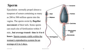 Sperm
Ejaculation normally propel almost a
teaspoon of semen containing as many
as 200 to 500 million sperm into the
vagina. The sperm swim by flagellar
movement of their tails. Some sperm
can reach site of fertilization within 5
min., but average transit time is 4 to 6
hours. Sperm remain viable within the
woman’s reproductive system for an
average of 2 to 3 days.
Msouda Asaira
10/5/2024 36
 