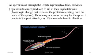 As sperm travel through the female reproductive tract, enzymes
( hyaluronidase) are produced to aid in their capacitation (is
physiologic change that removes the protective coating from the
heads of the sperm). These enzymes are necessary for the sperm to
penetrate the protective layers of the ovum before fertilization.
Msouda Asaira
10/5/2024 37
 