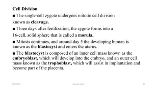 Cell Division
■ The single-cell zygote undergoes mitotic cell division
known as cleavage.
■ Three days after fertilization, the zygote forms into a
16-cell, solid sphere that is called a morula.
■ Mitosis continues, and around day 5 the developing human is
known as the blastocyst and enters the uterus.
■ The blastocyst is composed of an inner cell mass known as the
embryoblast, which will develop into the embryo, and an outer cell
mass known as the trophoblast, which will assist in implantation and
become part of the placenta.
10/5/2024 Msouda Asaira 42
 