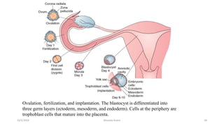 Msouda Asaira
Ovulation, fertilization, and implantation. The blastocyst is differentiated into
three germ layers (ectoderm, mesoderm, and endoderm). Cells at the periphery are
trophoblast cells that mature into the placenta.
10/5/2024 44
 
