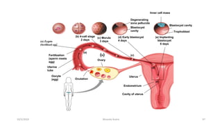 (b) 4-cell stage
2 days
(c) Morula
3 days
(d) Early blastocyst
4 days
(e) Implanting
blastocyst
6 days
Fertilization
(sperm meets
egg)
Uterine
tube
Oocyte
(egg) Ovulation
Ovary
Blastocyst
cavity
Degenerating
zona pellucida
Uterus
Endometrium
Cavity of uterus
Trophoblast
Blastocyst cavity
Inner cell mass
(a)
(b) (c)
(d)
(e)
(a) Zygote
(fertilized egg
Msouda Asaira
10/5/2024 47
 